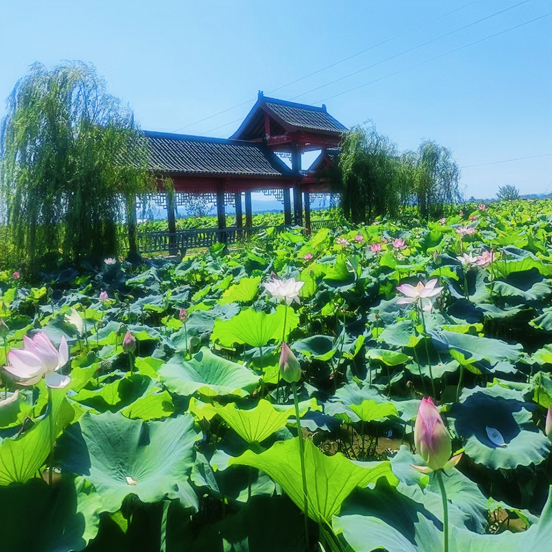 倪德：挖掘“土”资源，打造“金饭碗”