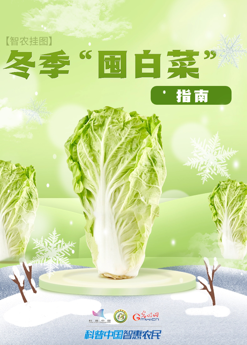【智农挂图】冬季“囤白菜”指南