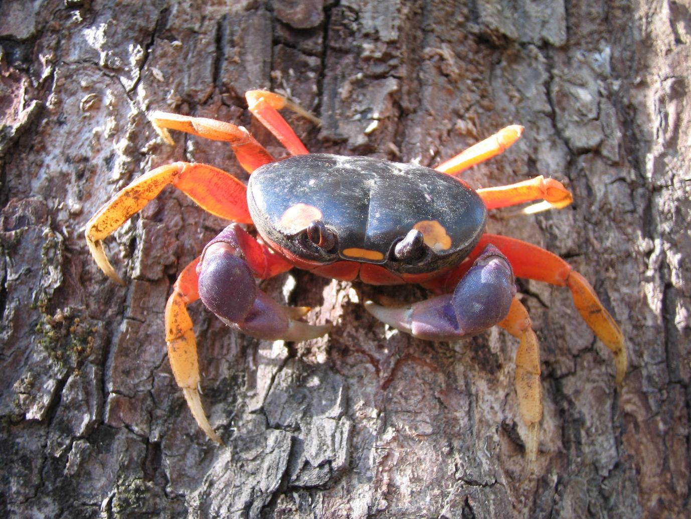 什么！？你吃的螃蟹其实是“假螃蟹”？