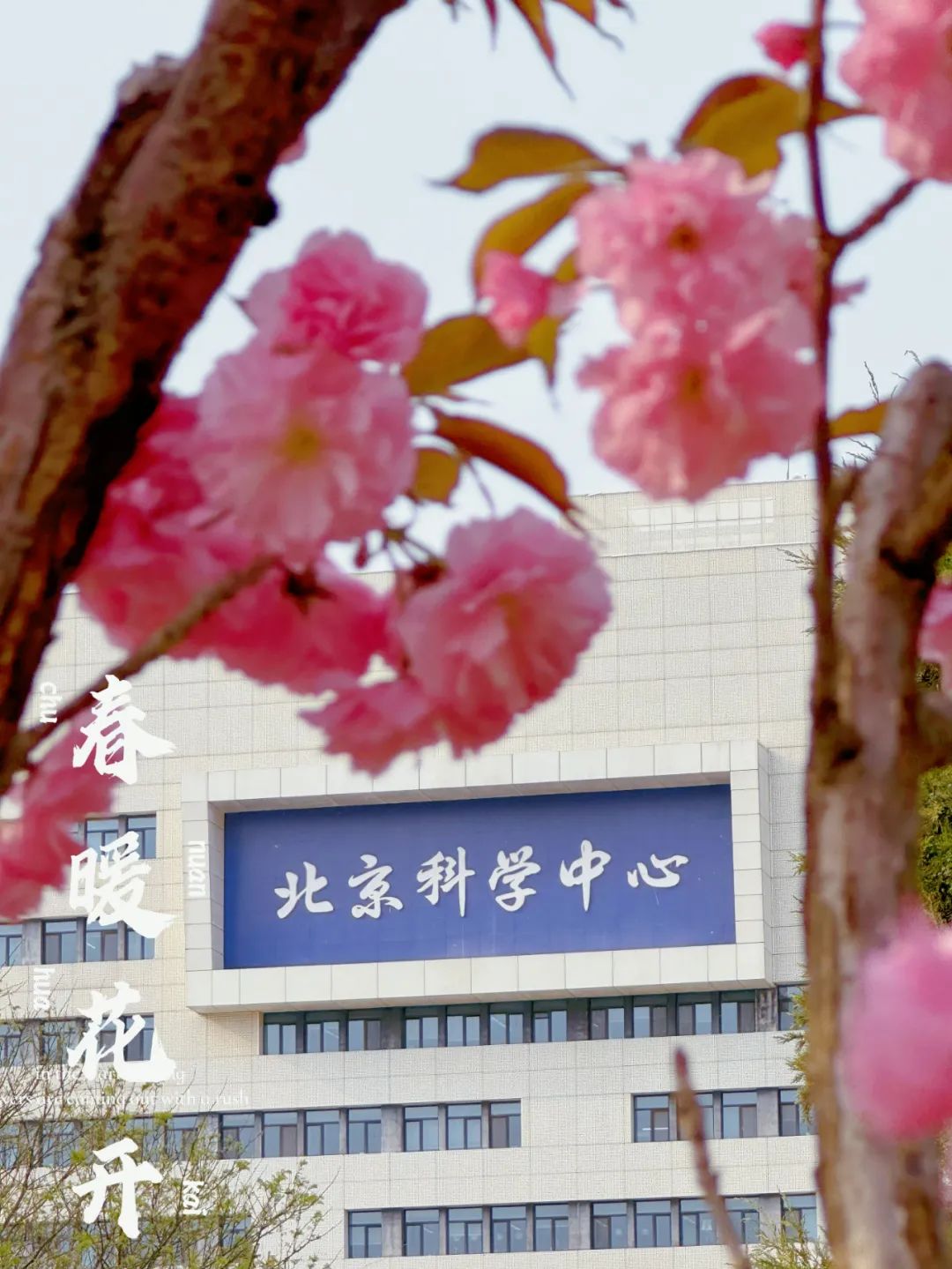 镜头下的北京科学中心｜樱花盛放
