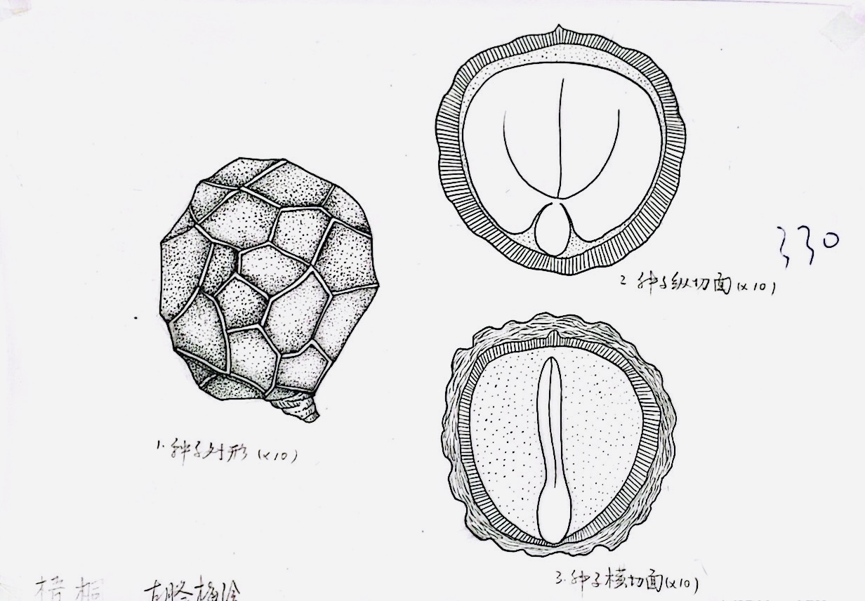 【光明博物绘】如何画好一粒种子？