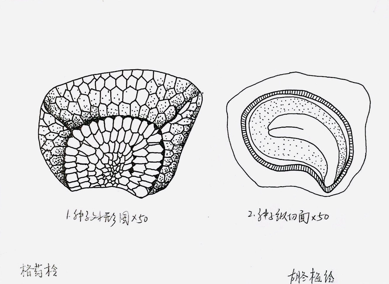 【光明博物绘】如何画好一粒种子？