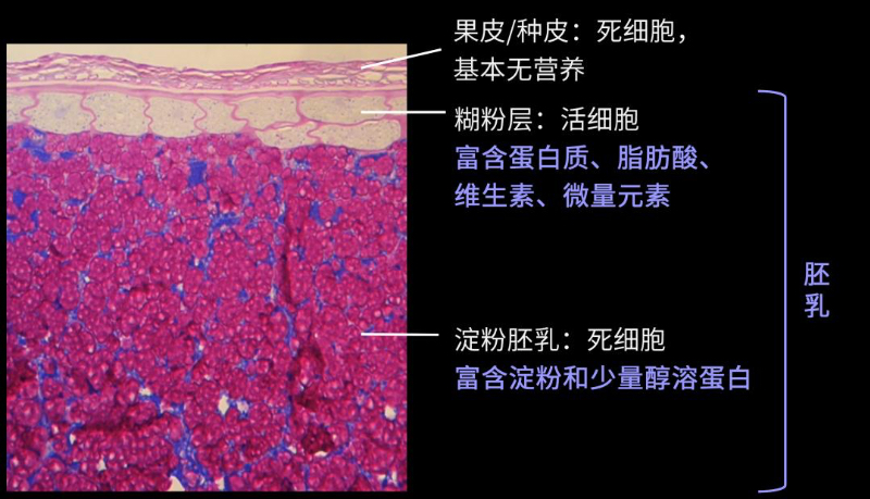 丰收有我丨在“半粒种子”里寻找丰收的“营养密码”