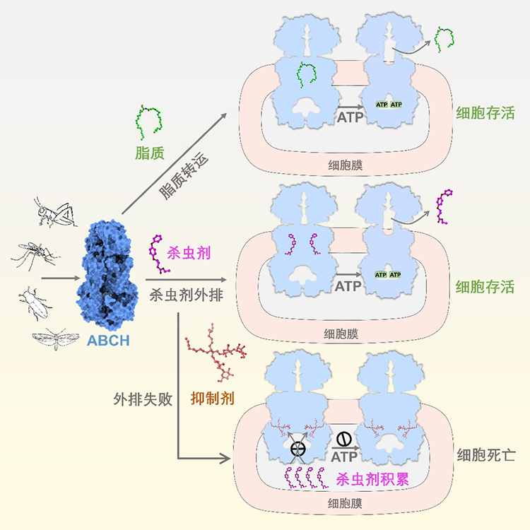 【科研论文科普解读】如何精准打击害虫？科学家发现新靶标