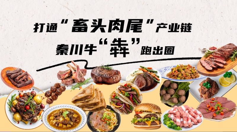 【大国粮策】打通“畜头肉尾”产业链，秦川牛“犇”跑出圈