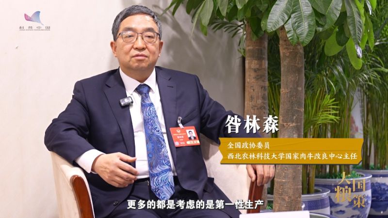 【大国粮策】打通“畜头肉尾”产业链，秦川牛“犇”跑出圈