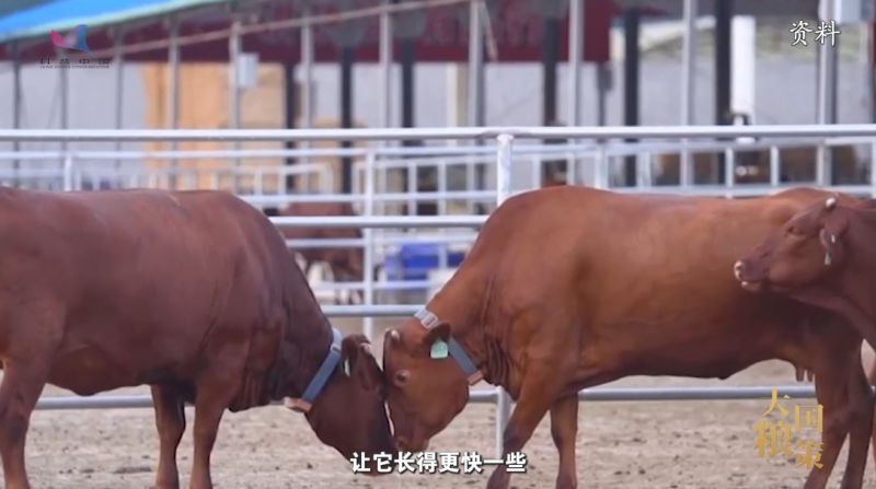 【大国粮策】打通“畜头肉尾”产业链，秦川牛“犇”跑出圈