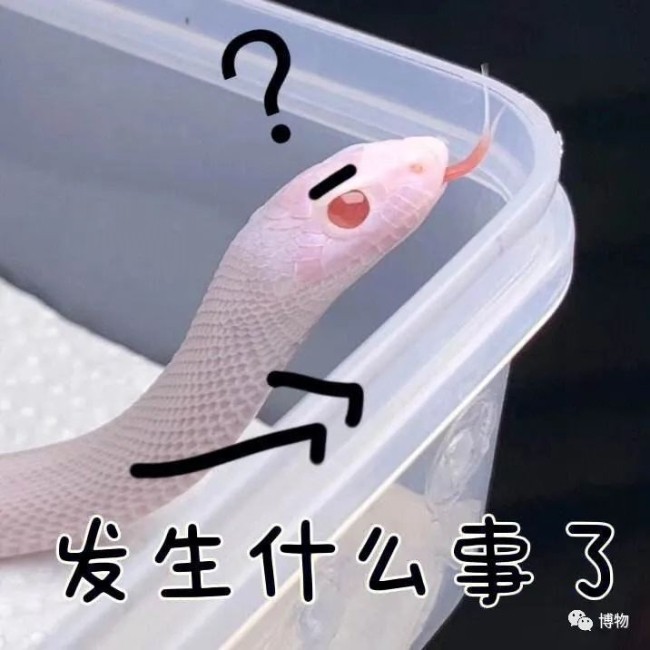 下次遇见蛇，别再尖叫啦！