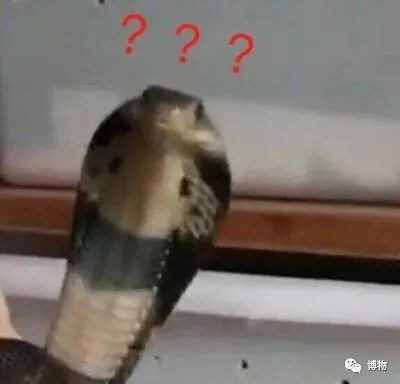 下次遇见蛇，别再尖叫啦！