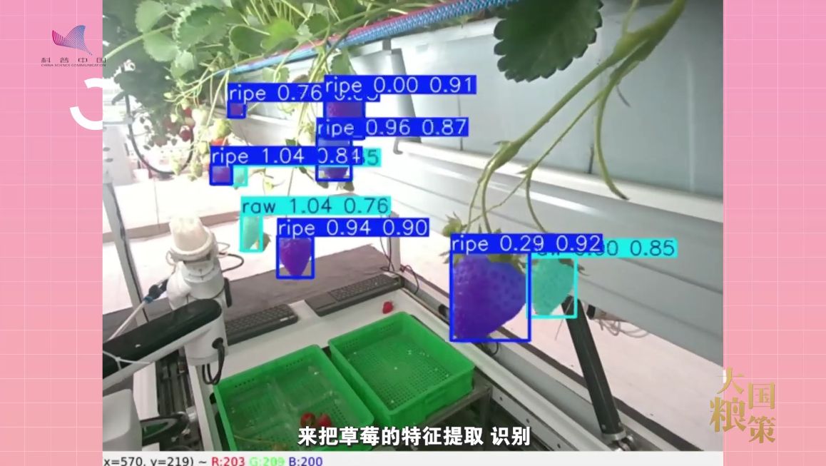 【大国粮策】解码未来农场 | 草莓园里的“AI 特工”