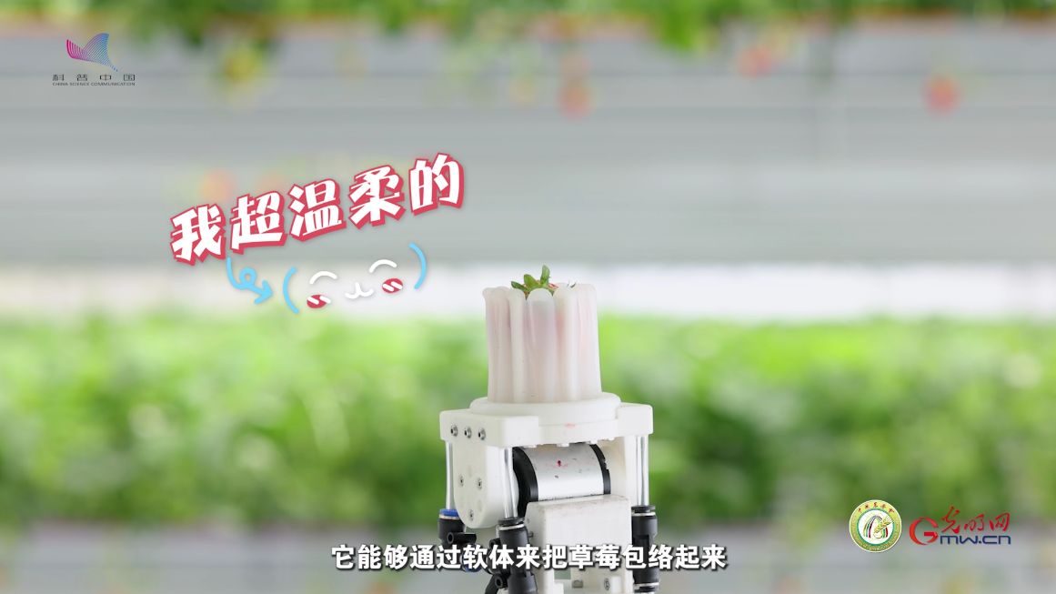 【大国粮策】解码未来农场 | 草莓园里的“AI 特工”