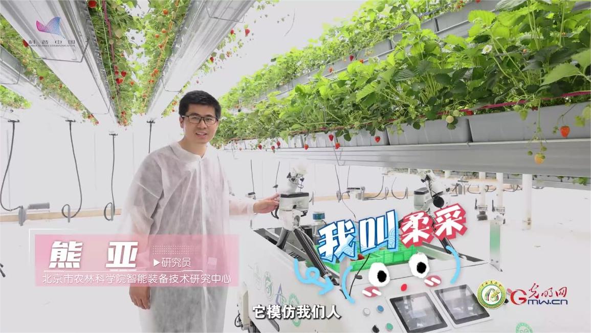【大国粮策】解码未来农场 | 草莓园里的“AI 特工”