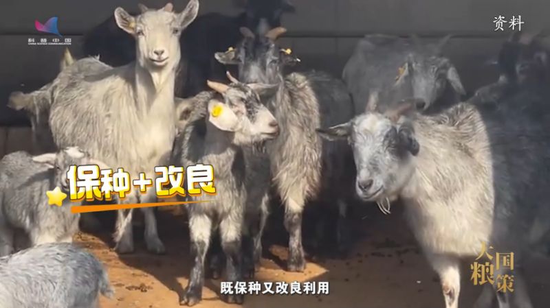 【大国粮策】“全链”升级，让美味产业“羊”帆起航
