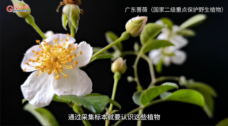 “活植物志”黄忠良：把人生融入鼎湖山的植物年轮