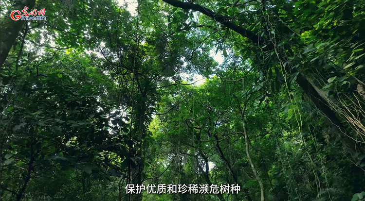 “活植物志”黄忠良：把人生融入鼎湖山的植物年轮