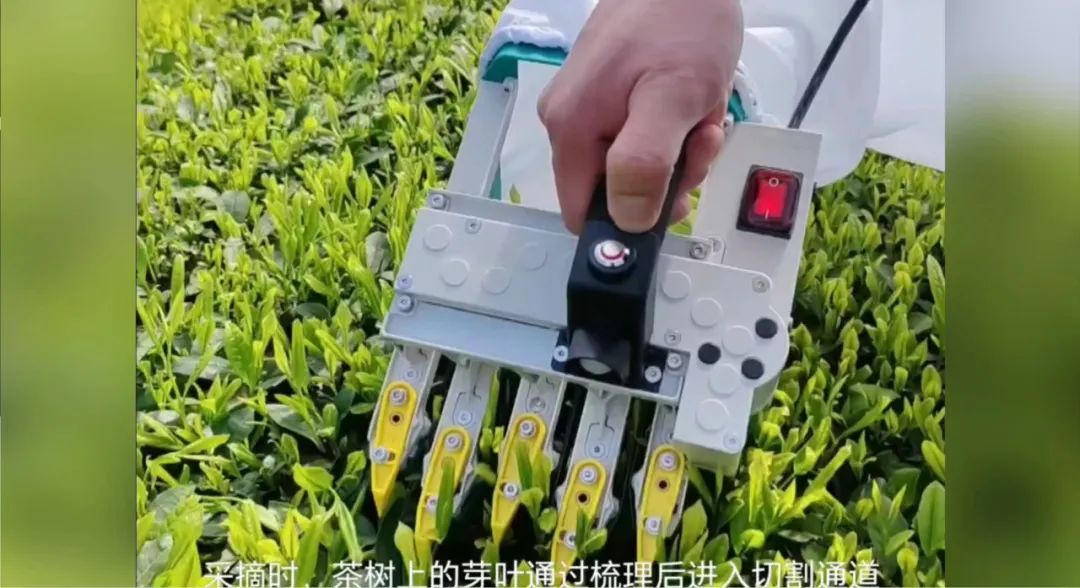 第六届“美美与共”云茶会在杭州举行