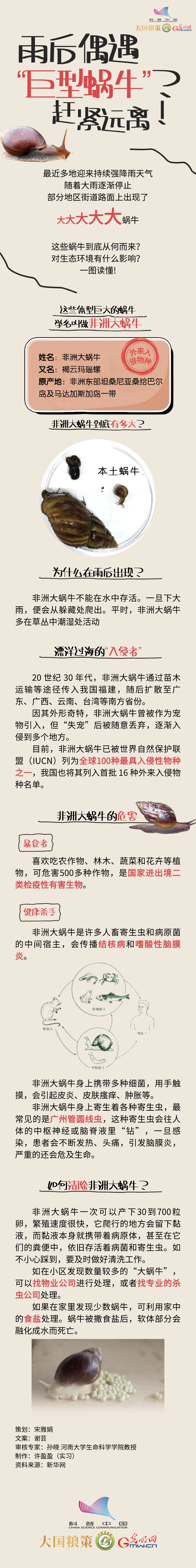 【大国粮策】“客”从何处来丨雨后偶遇“巨型蜗牛”？赶紧远离！