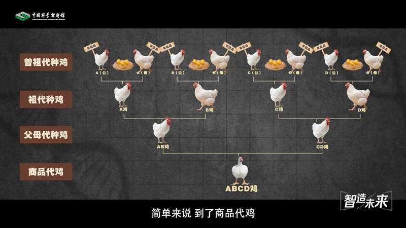 【智造未来】种源安全 吃鸡自由——白羽肉鸡自主育种