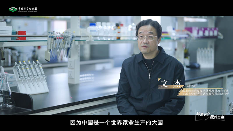 【智造未来】种源安全 吃鸡自由——白羽肉鸡自主育种