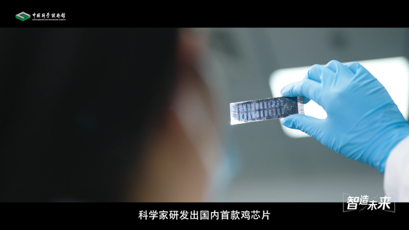 【智造未来】种源安全 吃鸡自由——白羽肉鸡自主育种