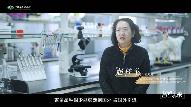 【智造未来】种源安全 吃鸡自由——白羽肉鸡自主育种