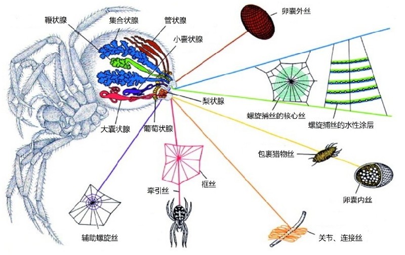超强蜘蛛丝的前世今生