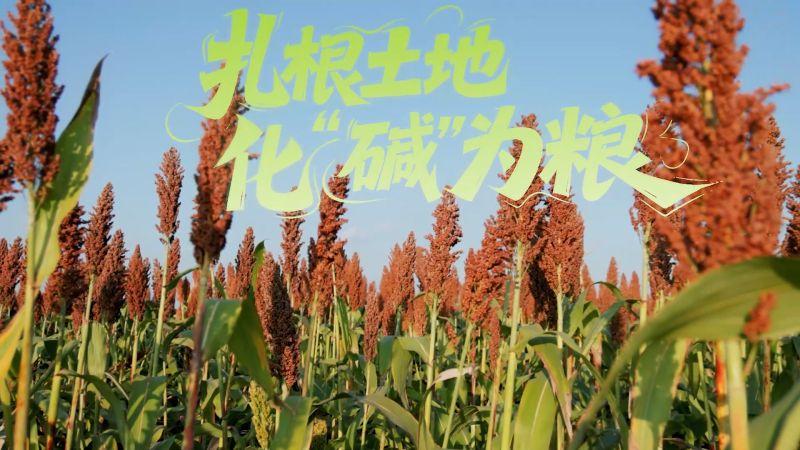 【大国粮策】全国土地日丨扎根土地，化“碱”为粮