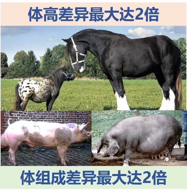 【大国粮策】猪的胖瘦，在基因里早就定好了？