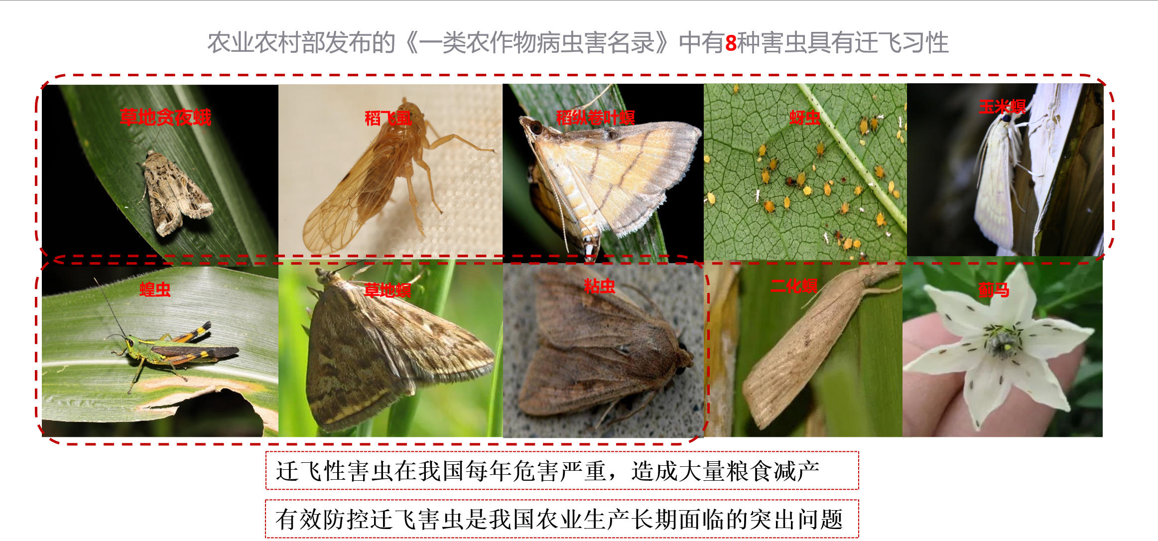 【大国粮策】追踪“天使”？昆虫雷达为迁徙害虫布下天罗地网