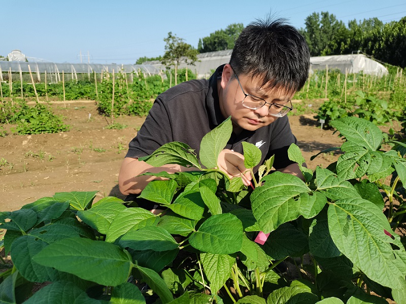 【大国粮策】你早餐豆浆里的大豆，可能是盐碱地上长出来的