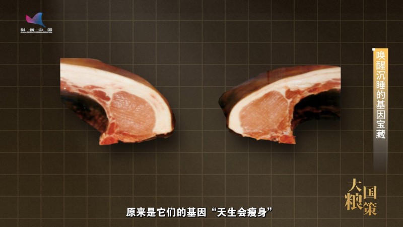 【大国粮策】中国畜禽的基因里，“沉睡”着多少珍宝？