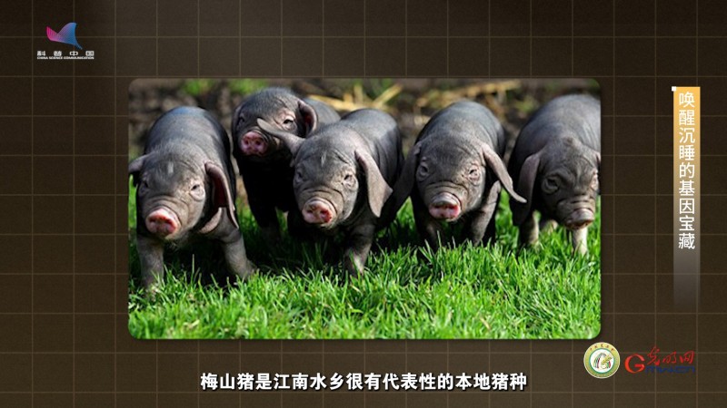 【大国粮策】中国畜禽的基因里，“沉睡”着多少珍宝？