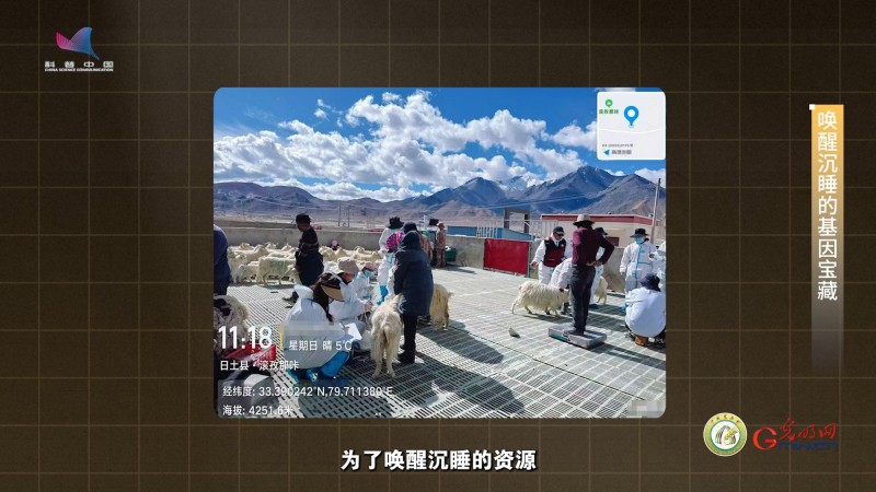 【大国粮策】中国畜禽的基因里，“沉睡”着多少珍宝？