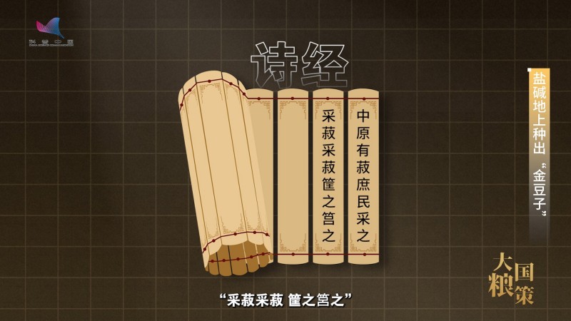 【大国粮策】盐碱地上长“金豆”，“不毛地”变“希望田”