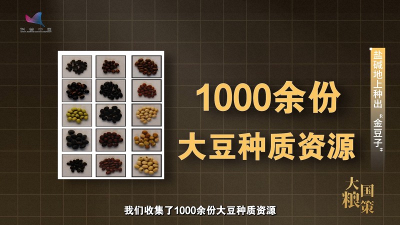 【大国粮策】盐碱地上长“金豆”，“不毛地”变“希望田”