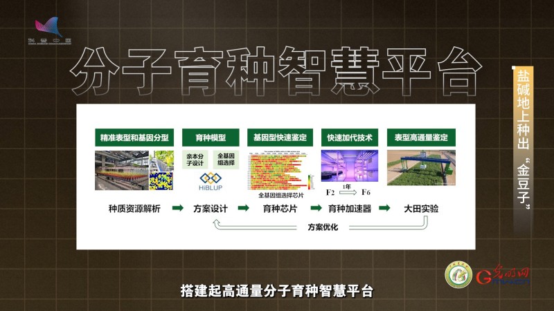 【大国粮策】盐碱地上长“金豆”，“不毛地”变“希望田”