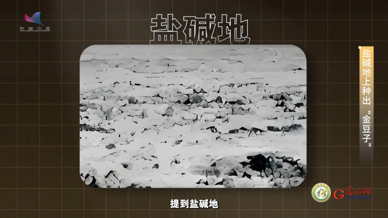 【大国粮策】盐碱地上长“金豆”，“不毛地”变“希望田”