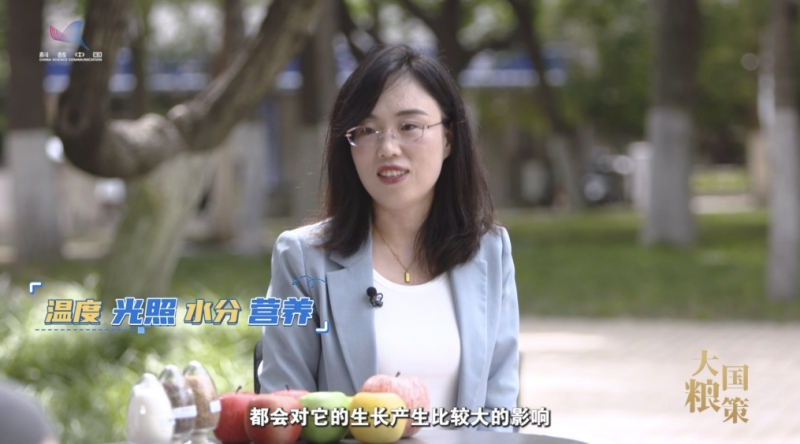 【大国粮策】解码好苹果：从基因到果形，园艺专家教你科学甄选