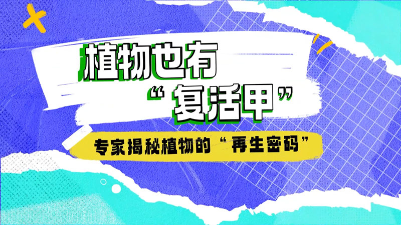 【大国粮策】高考志愿填报季丨植物也有“复活甲”！专家揭秘植物的“再生密码”