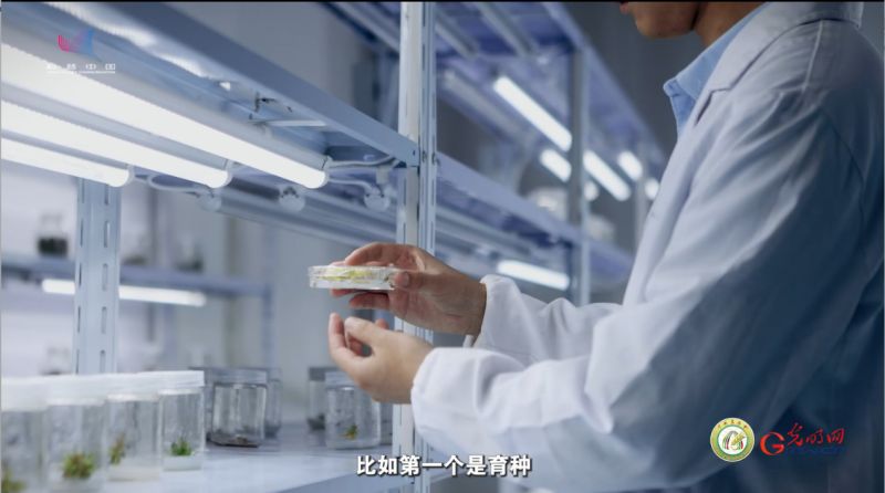 【大国粮策】基因、再生、栽培……探秘农业科技的“配合密码”