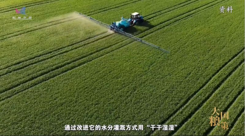 【大国粮策】基因、再生、栽培……探秘农业科技的“配合密码”