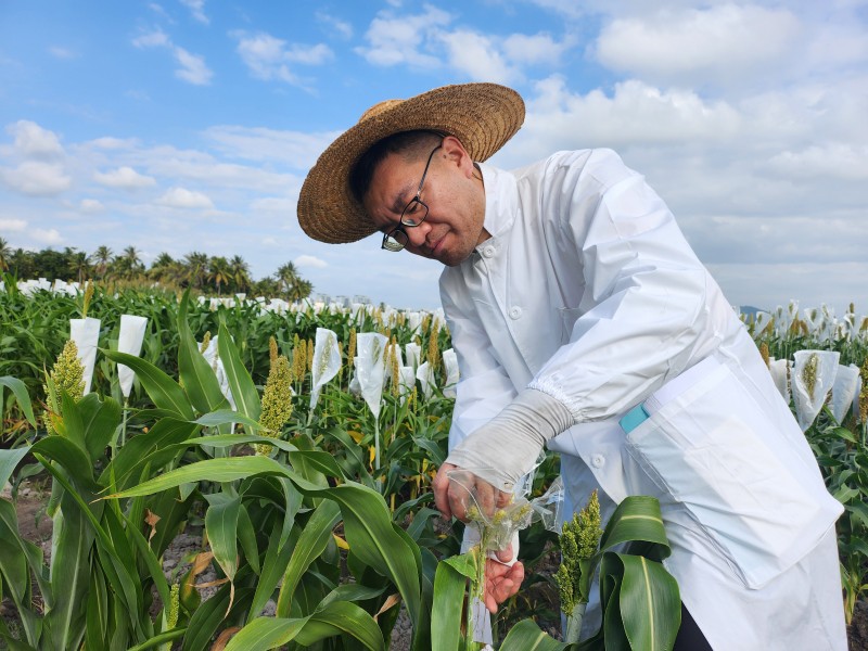 【大国粮策】改了“脾气”的高粱，成为人们餐桌上的好食材