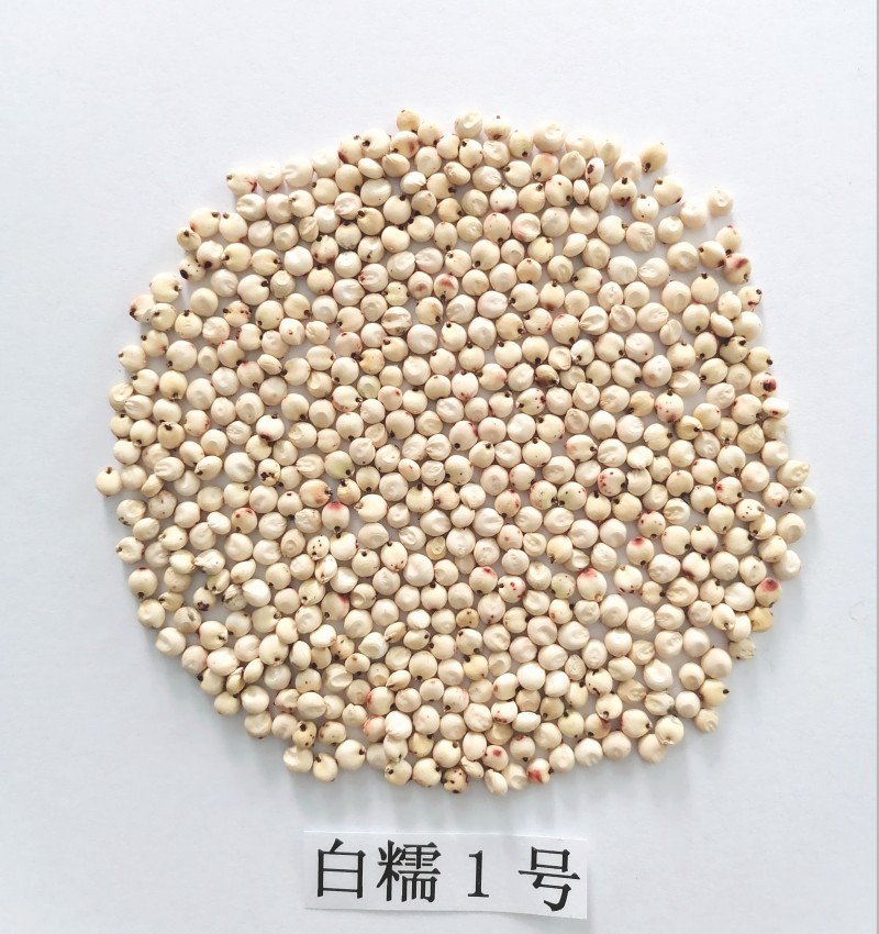 【大国粮策】改了“脾气”的高粱，成为人们餐桌上的好食材