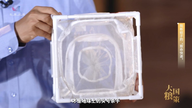 【大国粮策】给蚊子做手术的“虫媒哨兵”，站在守护人畜健康的第一线