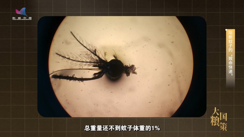 【大国粮策】给蚊子做手术的“虫媒哨兵”，站在守护人畜健康的第一线