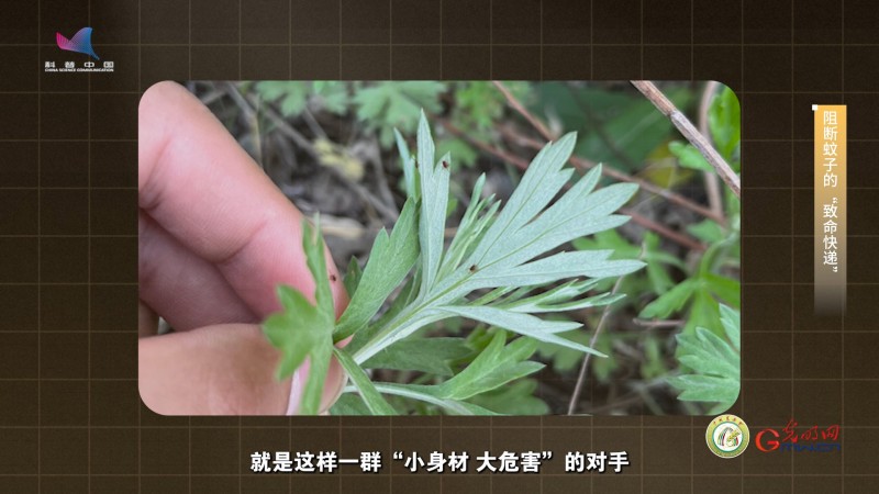 【大国粮策】给蚊子做手术的“虫媒哨兵”，站在守护人畜健康的第一线