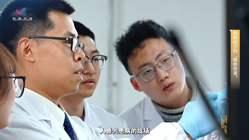 【大国粮策】给蚊子做手术的“虫媒哨兵”，站在守护人畜健康的第一线