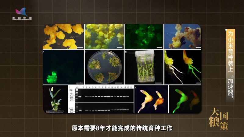 【大国粮策】为育种装上“加速器” 把金色的希望种在大地上