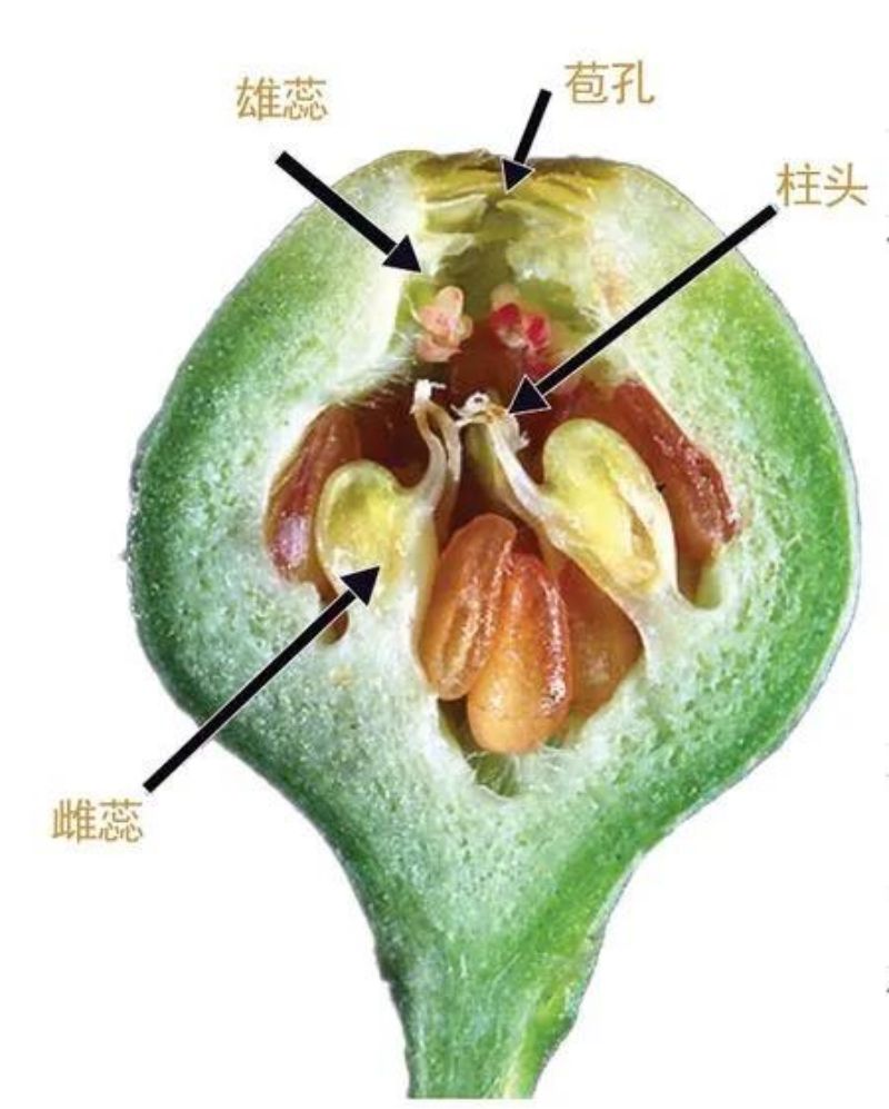 无花果：风靡世界的古老果树