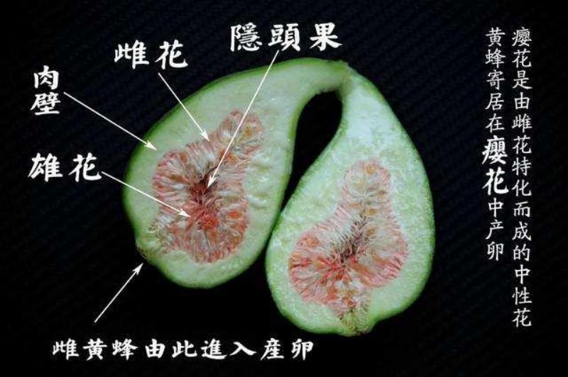 无花果：风靡世界的古老果树